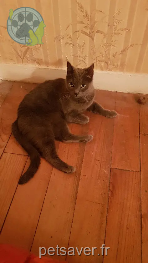 Chatte Perdue 60 Oise - Surprise Chatte Perdue 60 Oise - Surprise