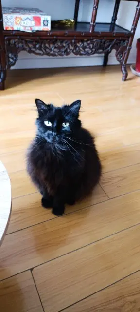chatte lost   60500 Chantilly Tethys