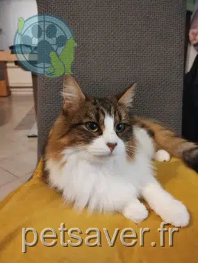 chatte lost   60400 Sempigny Titoune