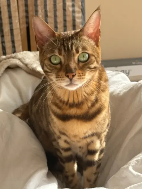 chatte lost   60400 Noyon Tokyo