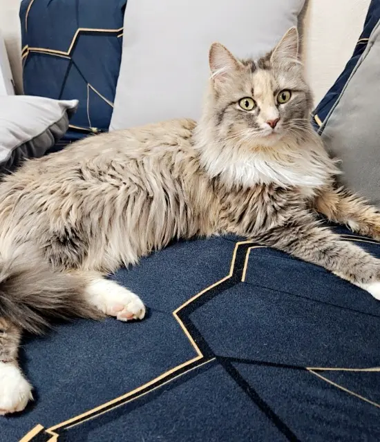 chatte lost   60850 Puiseux-en-Bray Topaze