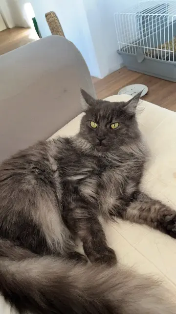 chatte lost   60190 Montiers Ully