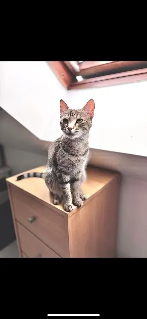 chatte lost   60112 Herchies Unik