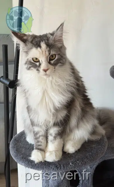 chatte lost   60580 Coye-la-Forêt Vaiana