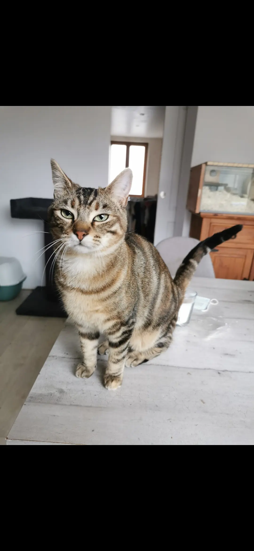 Chatte Perdue 60 Oise Vendeuil-Caply - Shyne Chatte Perdue 60 Oise Vendeuil-Caply - Shyne
