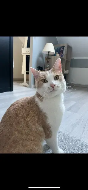 chatte lost   60810 Villers Saint Frambourg-Ognon Delie