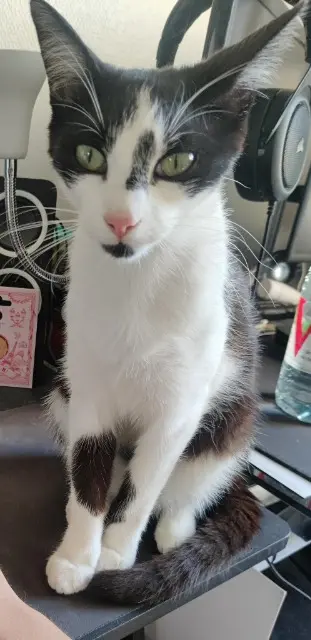 chatte lost   60600 Clermont Whiskers