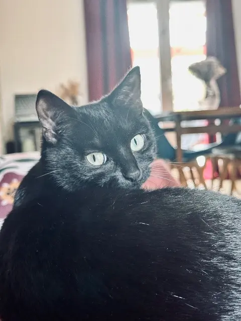 chatte lost   60800 Fresnoy-le-Luat Yoko