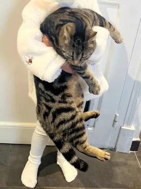 chatte lost   60820 Boran-sur-Oise Zara