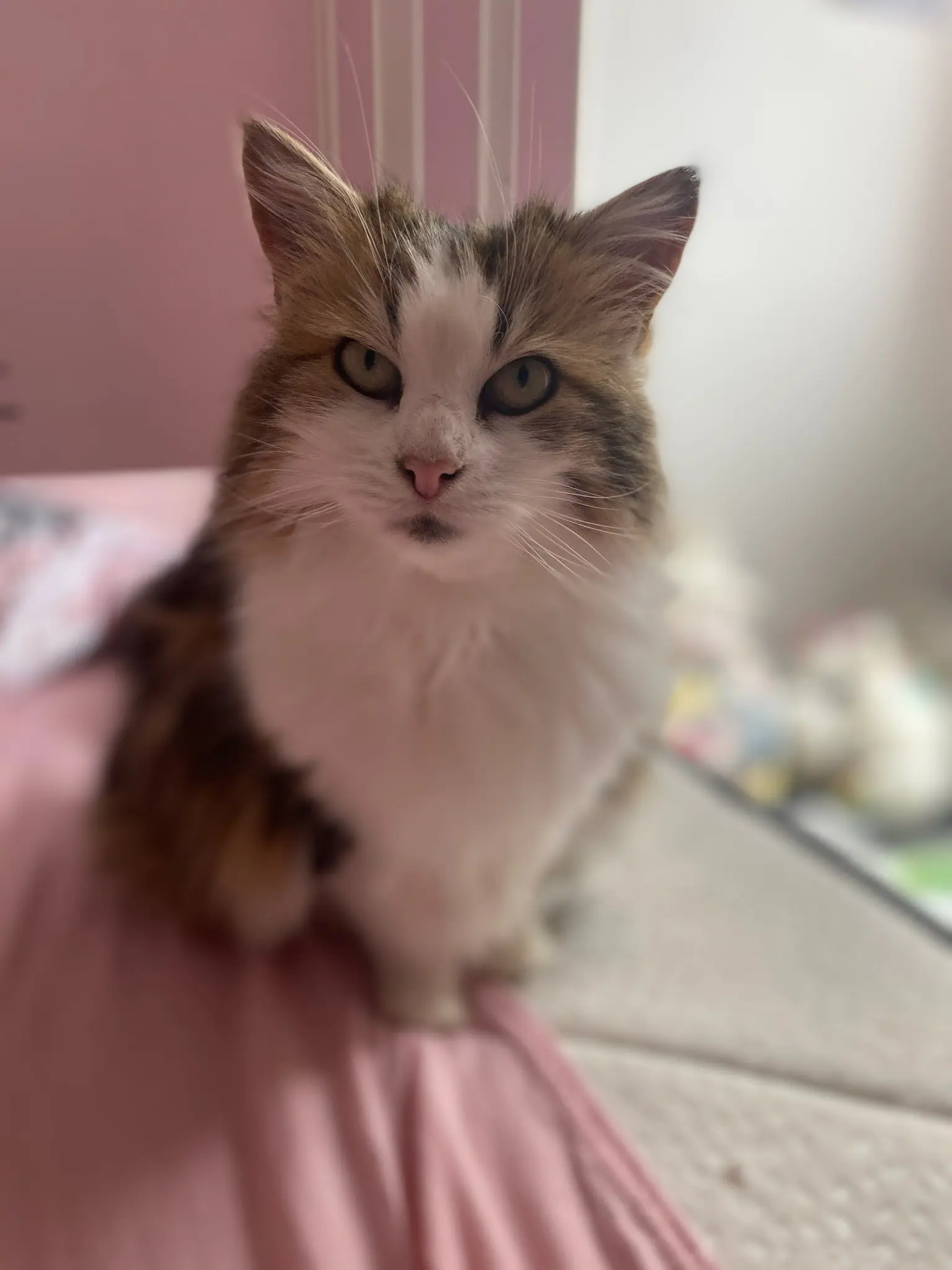 cat lost 233 Avenue Aristide Briand 60230 Chambly cat lost 233 Avenue Aristide Briand 60230 Chambly