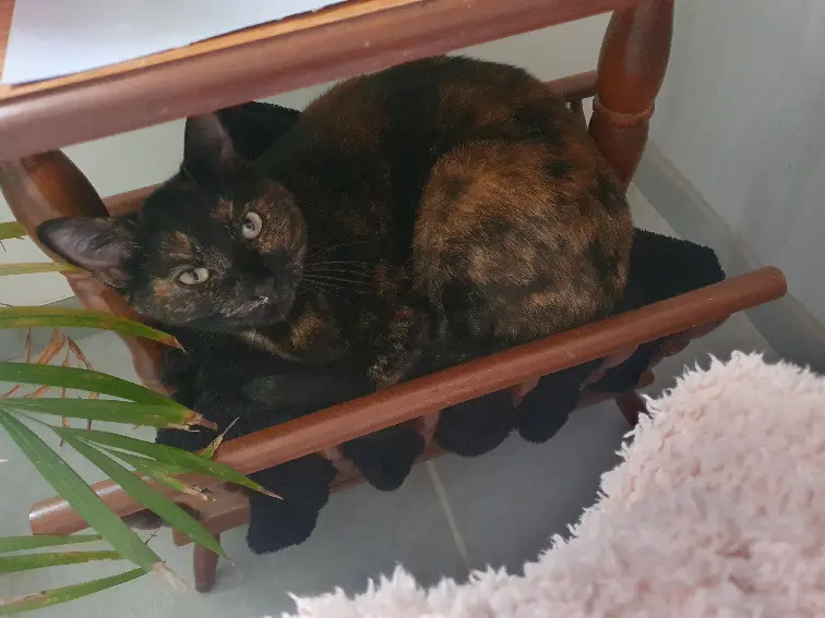 Chatte Perdue 60 Oise Chatte Perdue 60 Oise