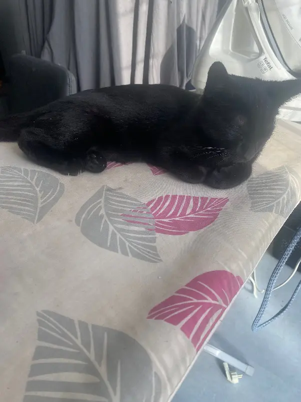 Chatte Perdue 60 Oise Chatte Perdue 60 Oise