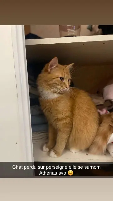 chatte lost   61000 Alençon Athena