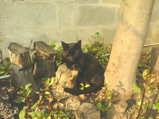 chatte lost   61140 Bagnoles-de-l'Orne-Normandie Louna