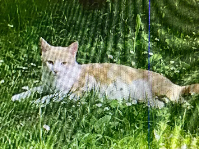chatte lost    Belforêt-en-Perche Praline