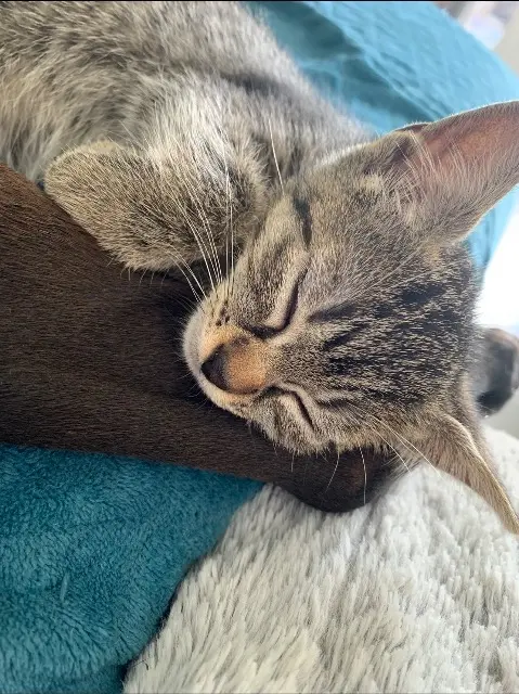 chatte lost   61200 Argentan Blue