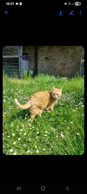 chatte lost   61260 Ceton Cannelle
