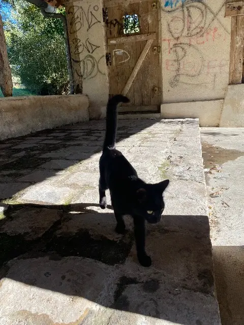 chatte lost   61000 Alençon Canouche