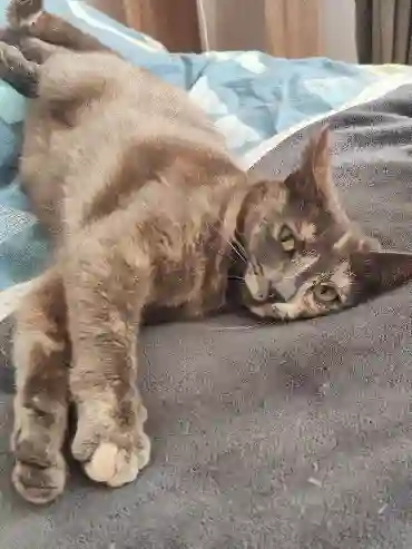 Chatte Perdue 61 Orne - Câline Chatte Perdue 61 Orne - Câline