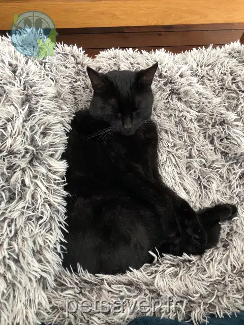 chatte lost   61490 Saint-Clair-de-Halouze Djoy