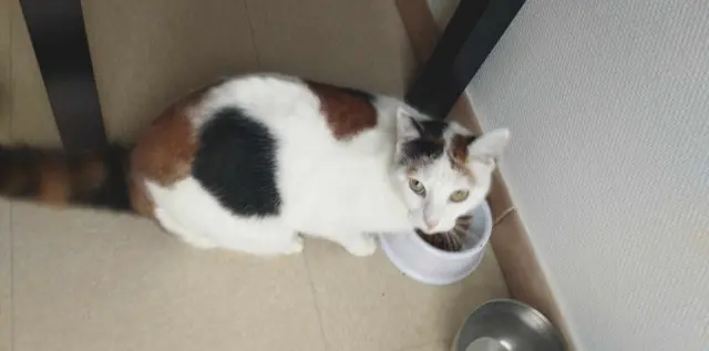 chatte lost   61200 Argentan Duchesse