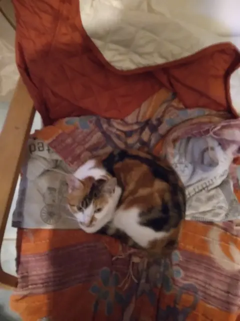 chatte lost   61320 Joué-du-Bois Ficelle