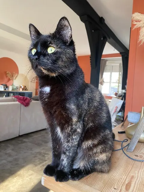 chatte lost   61220 Briouze Fury