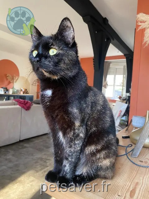 chatte perdue 61220 Briouze Fury chatte lost 61220 Briouze Fury