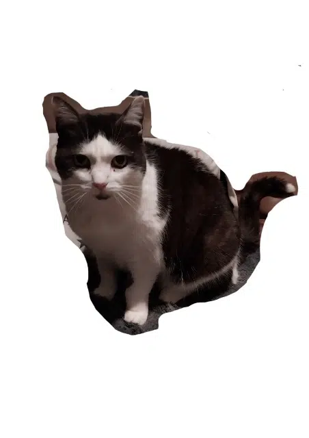 chatte lost   61310 Gouffern en Auge Kaya