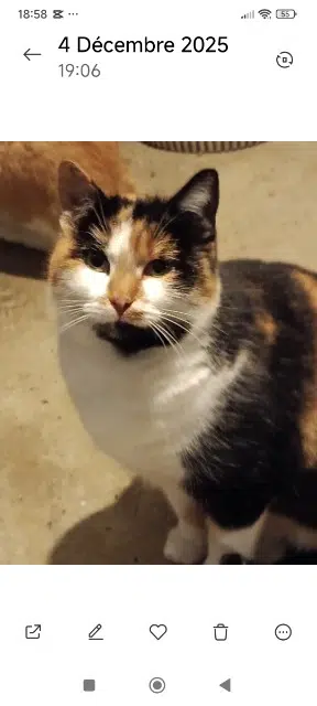 chatte lost   61000 Alençon Iris