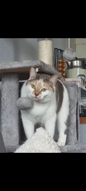 chatte lost   61380 Soligny-la-Trappe Lylho