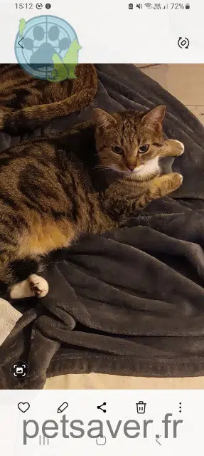 chatte lost   61000 Alençon Madina
