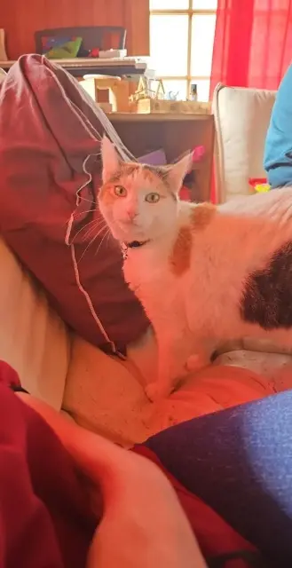 chatte lost   61100 Flers Maya