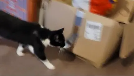 cat lost 61200 Argentan Mazikeen cat lost 61200 Argentan Mazikeen