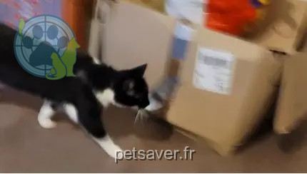 kat vermist 61200 Argentan Mazikeen kat lost 61200 Argentan Mazikeen