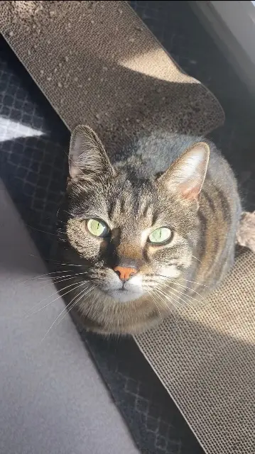chatte lost   61000 Alençon Mia