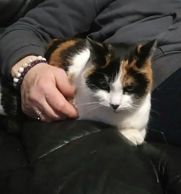 chatte lost   61200 Argentan Minette