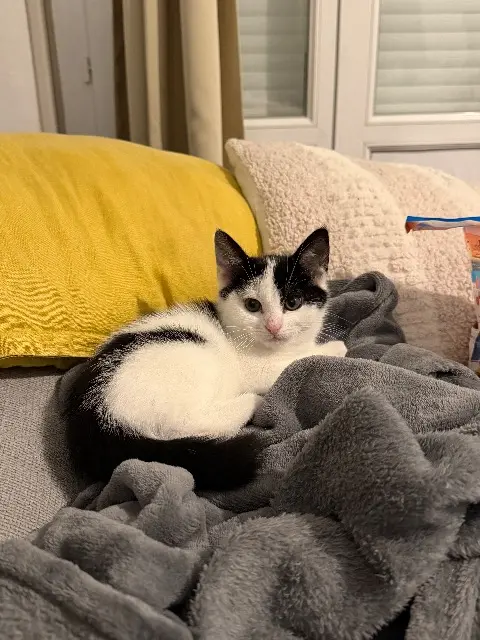 chatte lost   61170 Laleu Minette