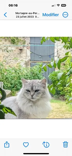 chatte lost   61400 Mortagne-au-Perche Mishima