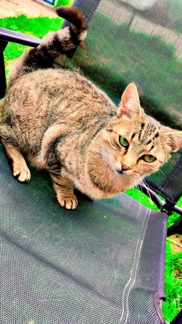 chatte lost   61150 Monts-sur-Orne Kitty