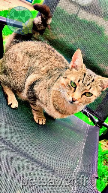 kat vermist 61150 Monts-sur-Orne Kitty kat lost 61150 Monts-sur-Orne Kitty