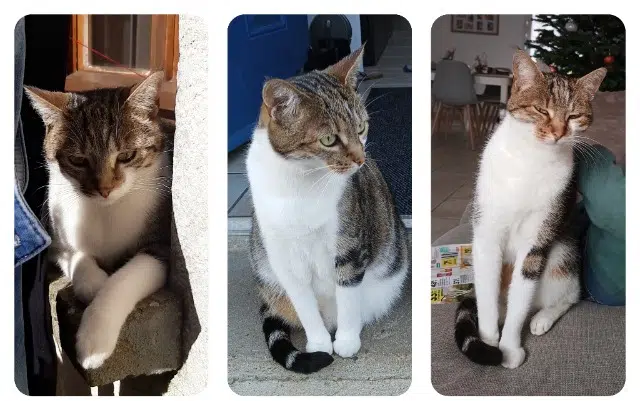 gata perdida 61270 Rai Mya gata lost 61270 Rai Mya