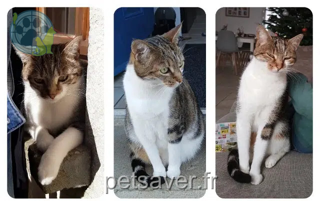 gatta persa 61270 Rai Mya gatta lost 61270 Rai Mya