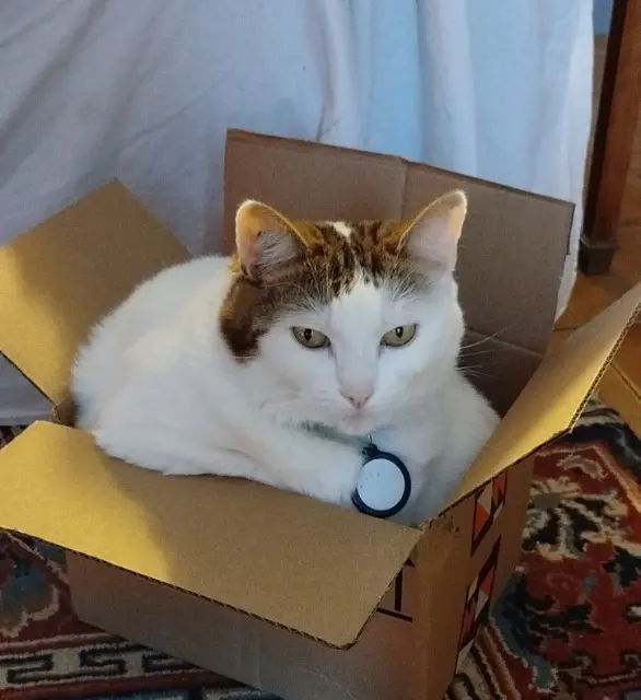 chatte lost   61200 Argentan Nala