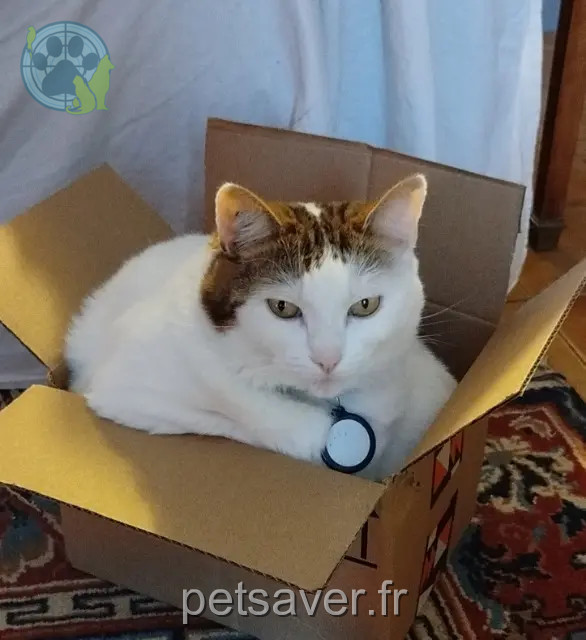 kat vermist 61200 Argentan Nala kat lost 61200 Argentan Nala