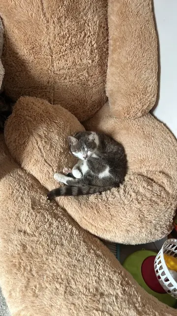 chatte lost   61550 Saint-Evroult-Notre-Dame-du-Bois Nouchka