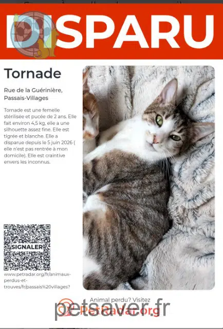 chatte lost 61350 Passais-Villages Tornade