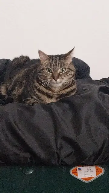 chatte lost   61000 Alençon praline