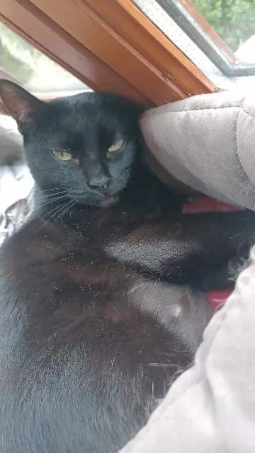 chatte lost   61210 Putanges-le-Lac Chatchat