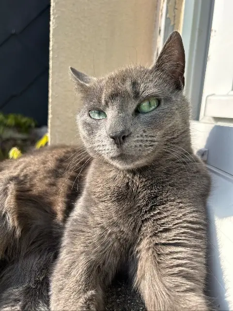 chatte lost   61100 Flers Roxy